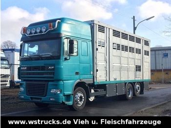 Camión transporte de ganado DAF  XF 95/480 SSC Menke 3 Stock Vollalu Hubdach: foto 1
