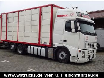 Camión transporte de ganado Volvo FH 13/480 Globe Menke 3 Stock Lüfter/Tränken: foto 1