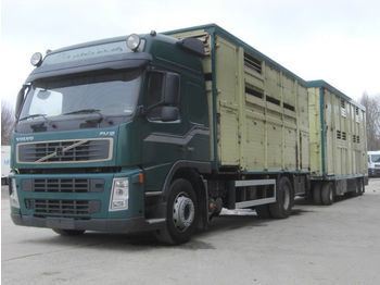 Camión transporte de ganado Volvo FM-4X2R 340 / Viehtransporthängerzug: foto 1