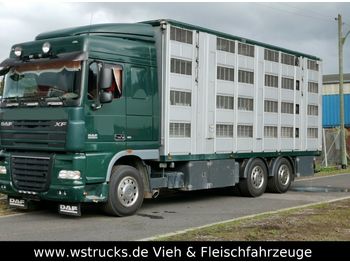 Camión transporte de ganado DAF XF105/410 Spacecup Menke 4 Stock: foto 1