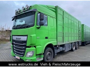 Camión transporte de ganado DAF XF 460   Menke 3 Stock: foto 1