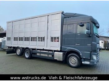 Camión transporte de ganado DAF XF 480 "Neu"  Menke 3 Stock Hubdach: foto 1