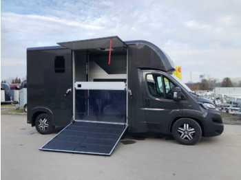 Camión transporte de ganado nuevo Fiat Böckmann Compact L Stall LKW: foto 1
