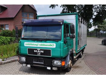 Camión transporte de ganado MAN 822 mit 1 Stock Köstner: foto 1