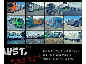 Camión transporte de ganado MAN TGX 26.480 XL Menke   3 Stock Vollalu Hubdach: foto 1