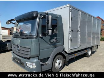 Transporte de ganado camión Mercedes-Benz 821L" Neu" WST Edition" Menke Einstock Vollalu