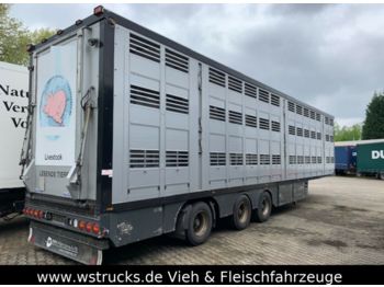 Semirremolque transporte de ganado Menke 3 Stock Lenk Lift Typ2 Lüfter Dusche Tränk: foto 1