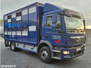 Camión transporte de ganado