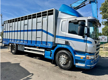 Camión transporte de ganado SCANIA P 310