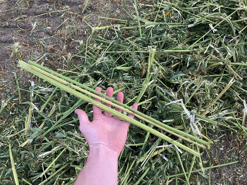 New Holland FR9060 for hemp harvest hemp harvester - Cosechadora de forraje: foto 5 New Holland FR9060 for hemp harvest hemp harvester - Cosechadora de forraje: foto 5