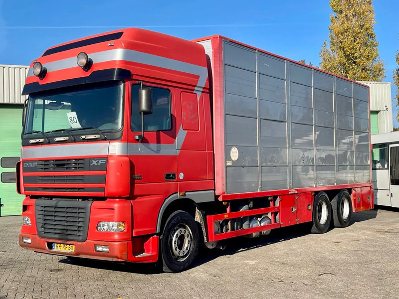 DAF XF 95.430 BERDEX 3 decks. Water, fans, Scales! Excellent condition. - Camión transporte de ganado: foto 1 DAF XF 95.430 BERDEX 3 decks. Water, fans, Scales! Excellent condition. - Camión transporte de ganado: foto 1